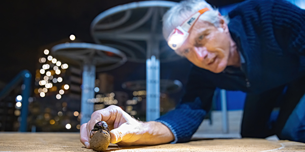 Professor Marcus Byrne observes as the dung beetle navigates